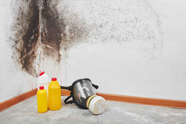 Best Best Mold Removal Companies  in Moreauville, LA