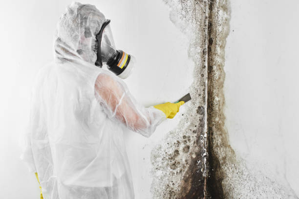 Best Affordable Mold Removal  in Moreauville, LA