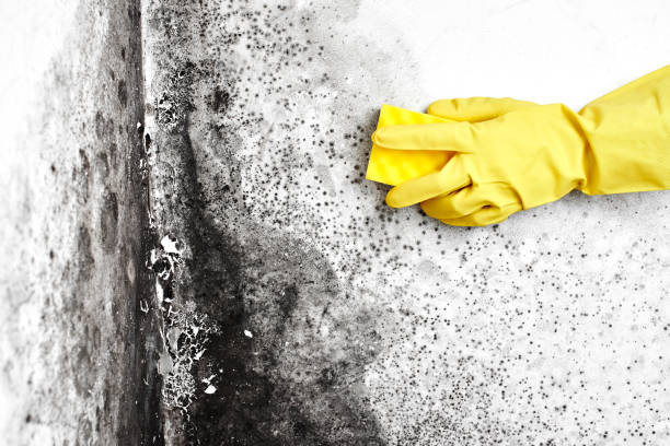 Home Mold Removal in Moreauville, LA