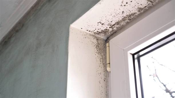 Best Same-Day Mold Removal  in Moreauville, LA