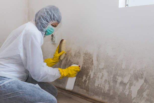 Best Black Mold Removal  in Moreauville, LA