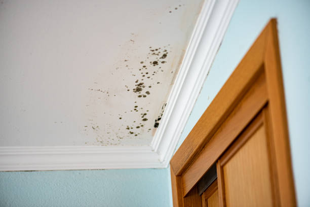 Best Mold Remediation  in Moreauville, LA