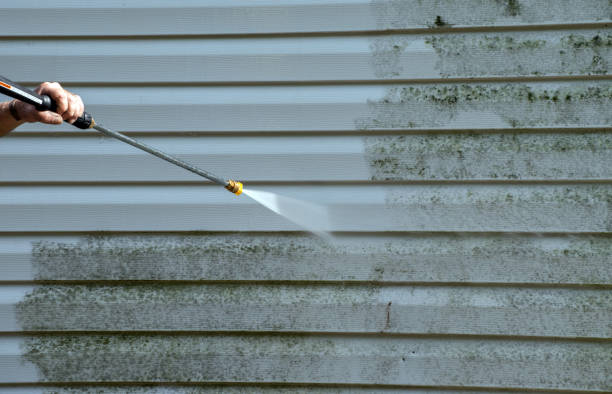Best Black Mold Removal  in Moreauville, LA