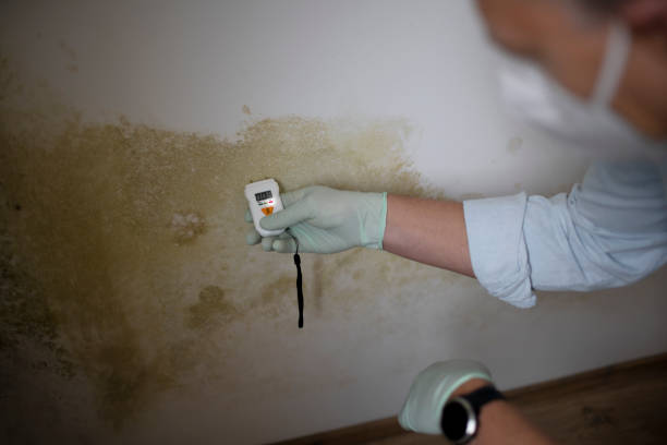 Best Mold Damage Repair  in Moreauville, LA