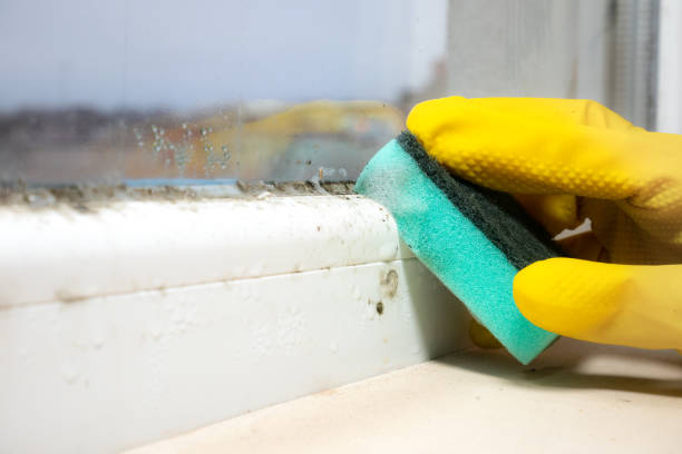 Best Office Mold Removal Services  in Moreauville, LA