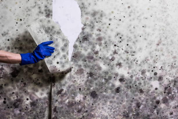 Best Mold Removal Specialists  in Moreauville, LA